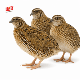 A Fresh High Quality Quail Meat - Image 1