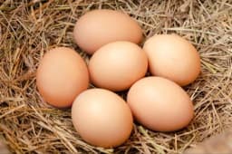 A High Quality Egg - Image 1