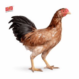 A Fresh Farm Country Chicken - Image 2